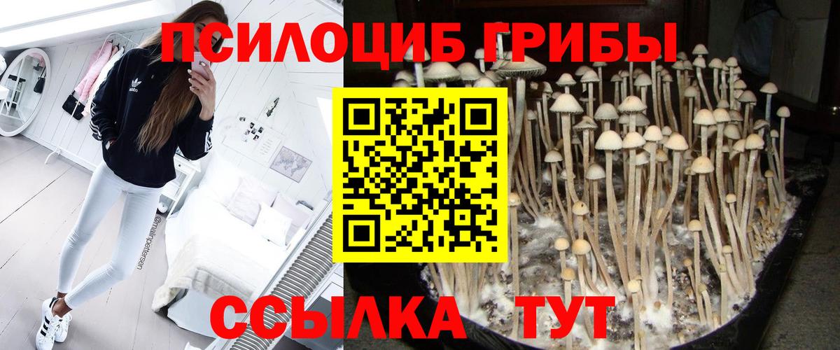 Псилоцибиновые грибы ЛСД  Вход с VPN  Заволжье  Галлюциногенные грибы Psilocybe 