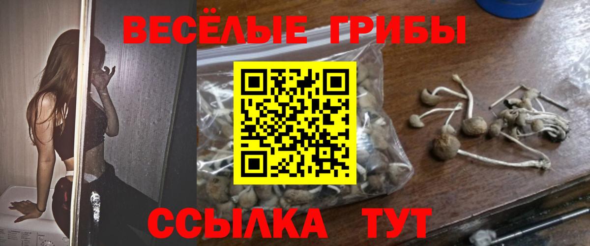 Псилоцибиновые грибы Psilocybe Заволжье